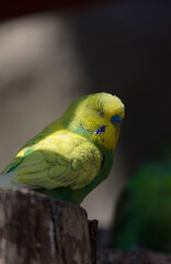 Portrait of a green yellow budgie 