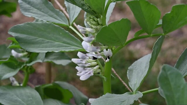 Broad bean plant producing flowers then edible pods