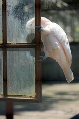 cute cockatoo on a window in a park 