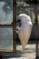 cute cockatoo on a window in a park 