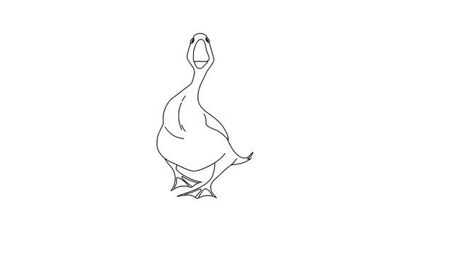 2d Hand Drawn Animation, Cartoon Duck Walking Front View, On White Isolated Background
