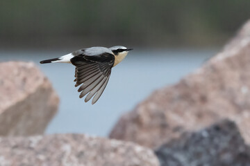 northern wheatear