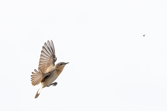 northern wheatear