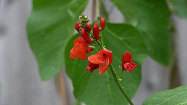 Red flower of edible runner bean