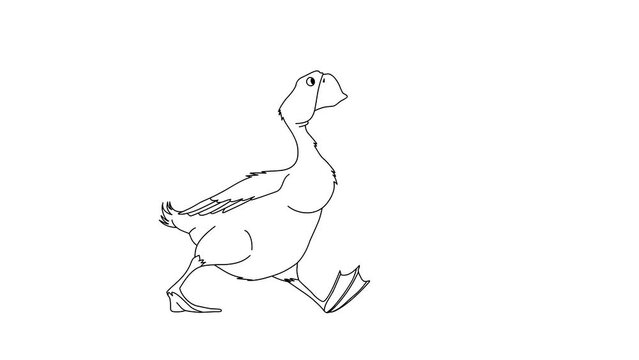 2d Hand Drawn Animation. Duck Walking, Cartoon Character Isolated On White Background