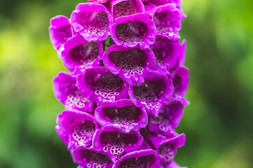 naparstnica purpurowa Digitalis purpurea kwitnąca w zbliżeniu - obrazy, fototapety, plakaty