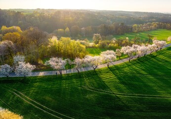 wiosenna droga z kwitnącymi drzewami czereśni w województwie opolskim - obrazy, fototapety, plakaty