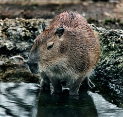 Capybara at the pool. The biggest modern rodent. Latin name - Hydrochoerus hydrochaeris