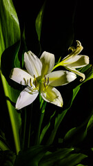 Obraz premium lily of the valley
