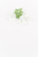 immagine con primo piano di piccoli fiori bianchi con gemme verdi di ortensia decorativi con spazio bianco