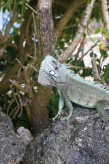 caribbean iguana