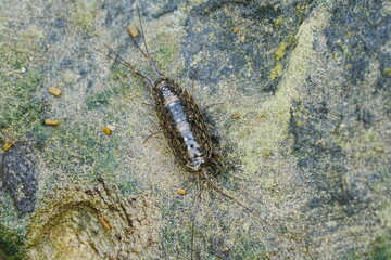 Sea slater,|Sea roach|Ligiidae|海蟑螂