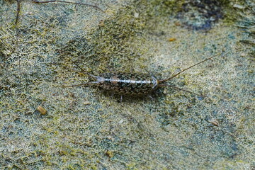 Sea slater,|Sea roach|Ligiidae|海蟑螂