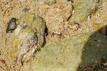 Uca arcuata|crabe violoniste|Bowed fiddler crab|弧边招潮蟹|招潮蟹