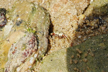 Uca arcuata|crabe violoniste|Bowed fiddler crab|弧边招潮蟹|招潮蟹