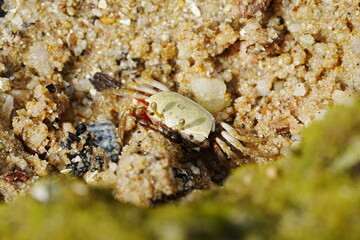 Uca arcuata|crabe violoniste|Bowed fiddler crab|弧边招潮蟹|招潮蟹