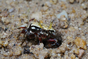 Uca arcuata|crabe violoniste|Bowed fiddler crab|弧边招潮蟹|招潮蟹