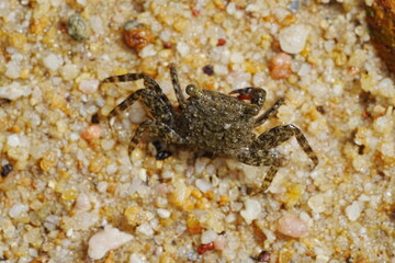 Parasesarma pictum, commonly known as the red-clawed crab or the red-jointed fiddler crab, is a species of crab found in mangrove swamps | 斑點相手蟹