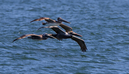 Three Brown Pelicans flying over a blue ocean
