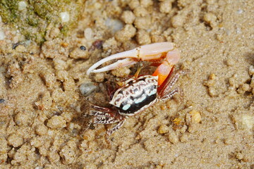 Uca arcuata|crabe violoniste|Bowed fiddler crab|弧边招潮蟹|招潮蟹