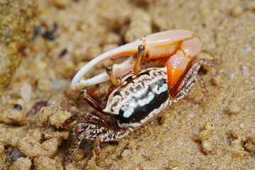 Uca arcuata|crabe violoniste|Bowed fiddler crab|弧边招潮蟹|招潮蟹
