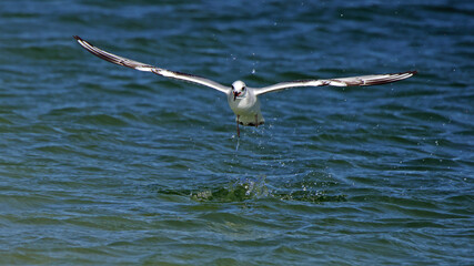 One Bonaparte's Gull with fish