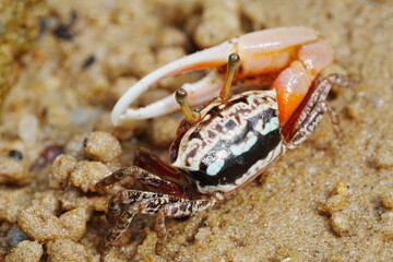 Uca arcuata|crabe violoniste|Bowed fiddler crab|弧边招潮蟹|招潮蟹