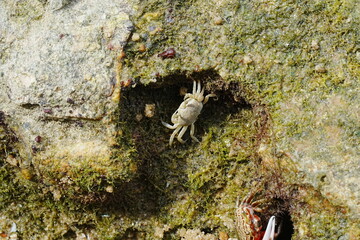 Uca arcuata|crabe violoniste|Bowed fiddler crab|弧边招潮蟹|招潮蟹