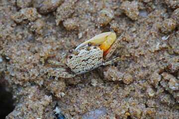 Uca arcuata|crabe violoniste|Bowed fiddler crab|弧边招潮蟹|招潮蟹