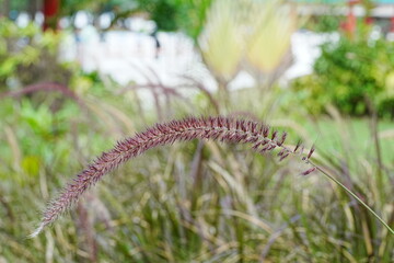 Asian Foxtail|Cat's Tail Plant|Pokok Ekur Anjing|Pokol Ekor Kuching|猫尾草|狗尾草|兔尾草|通天草