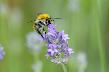 Orange bee on top of lavender
