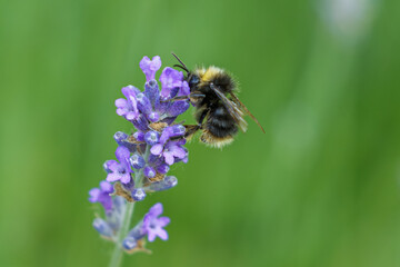 Black bee on lavender sideview