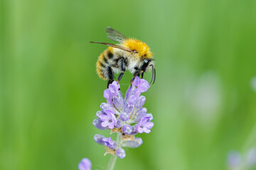 Bee climbing on lavender
