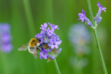 bee on lavender