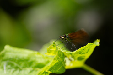 Libellule posée sur une feuille dans le Tarn (Occitanie)