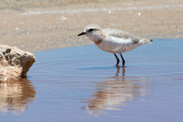 Near Threatened Chestnut-banded Plover (Charadrius pallidus)