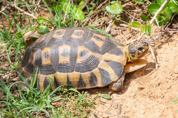 Angulate Tortoise (Chersina angulata)