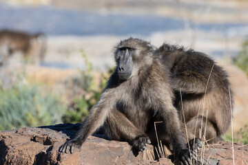 Chacma Baboon or Cape Baboon (Papio ursinus ursinus)