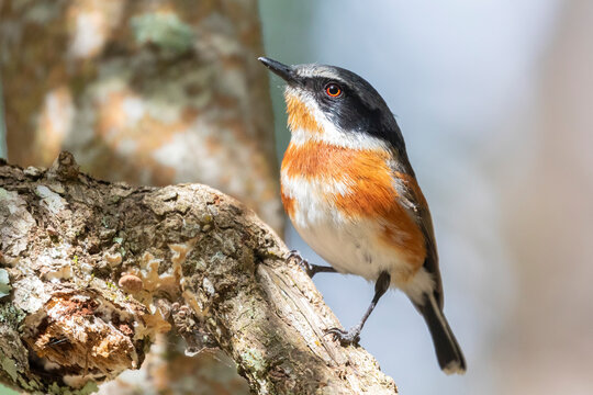 Cape Batis (Batis capensis) female
