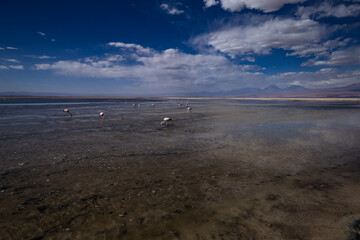 Fenicotteri rosa nella Laguna Chaxa altopiano Atacama Cile