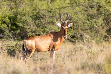 Red Hartebeest (Alcelaphus buselaphus caama) in grassland savanna, Western Cape, South Africa