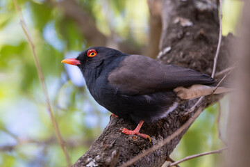Retz's Helmetshrike (Prionops retzii) in Afromontane forest, Limpopo, South Africa