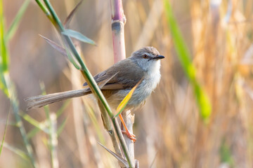 Tawny-flanked Prinia (Prinia subflava) perched on wetland reeds, Limpopo, South Africa. Old World warbler