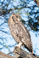 Spotted Eagle-owl (Bubo africanus) perched on a branch during the day, Kalahari, South Africa