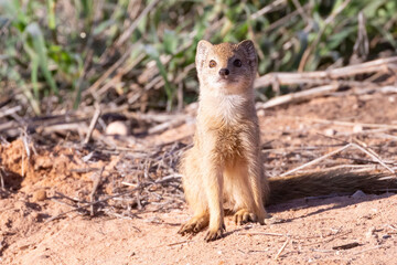 Yellow Mongoose (Cynictis penicillata)