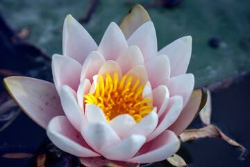 Wiosna w Parku Lotników Polskich koło Tauron Arena w Krakowie - Polska. Kaczeńce (lilie) pływające na wodzie w stawie.  © Roman Trojanowski