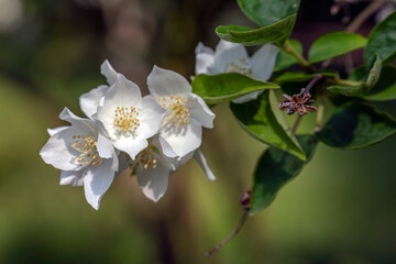 Wiosna w Parku Lotników Polskich koło Tauron Arena w Krakowie - Polska. Białe kwiaty na gałązce. © Roman Trojanowski