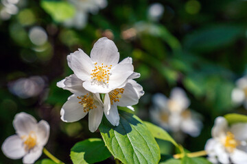 Wiosna w Parku Lotnik&oacute;w Polskich koło Tauron Arena w Krakowie - Polska. Biały kwiatek