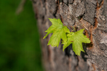 Wiosna w Parku Lotników Polskich koło Tauron Arena w Krakowie - Polska. Liście na korze.