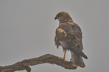 western marsh harrier in the mist